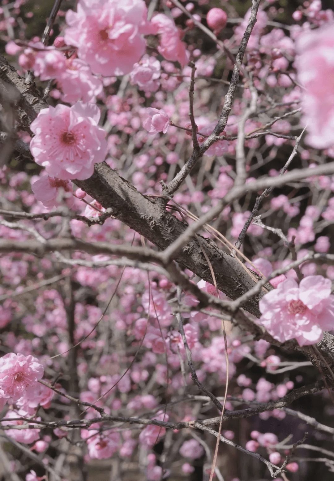 昆明周边游丨三月初春樱花季，不输圆通山的樱花，竟藏在这里！