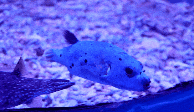 狗头鱼要怎么吃