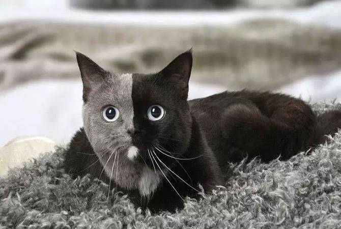 养了一只蓝眼睛的黑猫，吸着吸着…意外发生