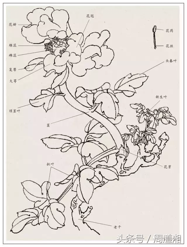 牡丹花结构图名称图片
