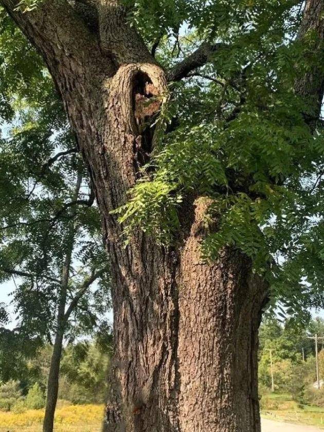 品味人生家居丨春木生万木长