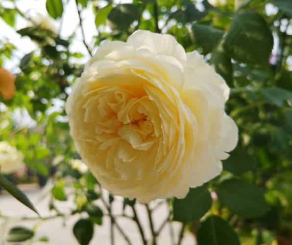 月季花怎么样养才不黄 0b2aa70c8a00414681350d323ce2a9b4.jpeg