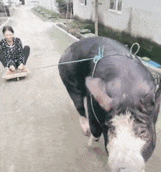 原创搞笑gif:起开,起开,手烫了,我的去医院 你大爷永远都是你大爷!