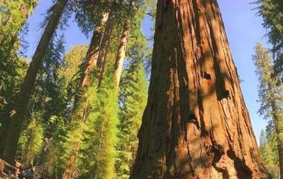 世界现存最大的树，重量为2800多吨，林木学家：在商朝时期就有了