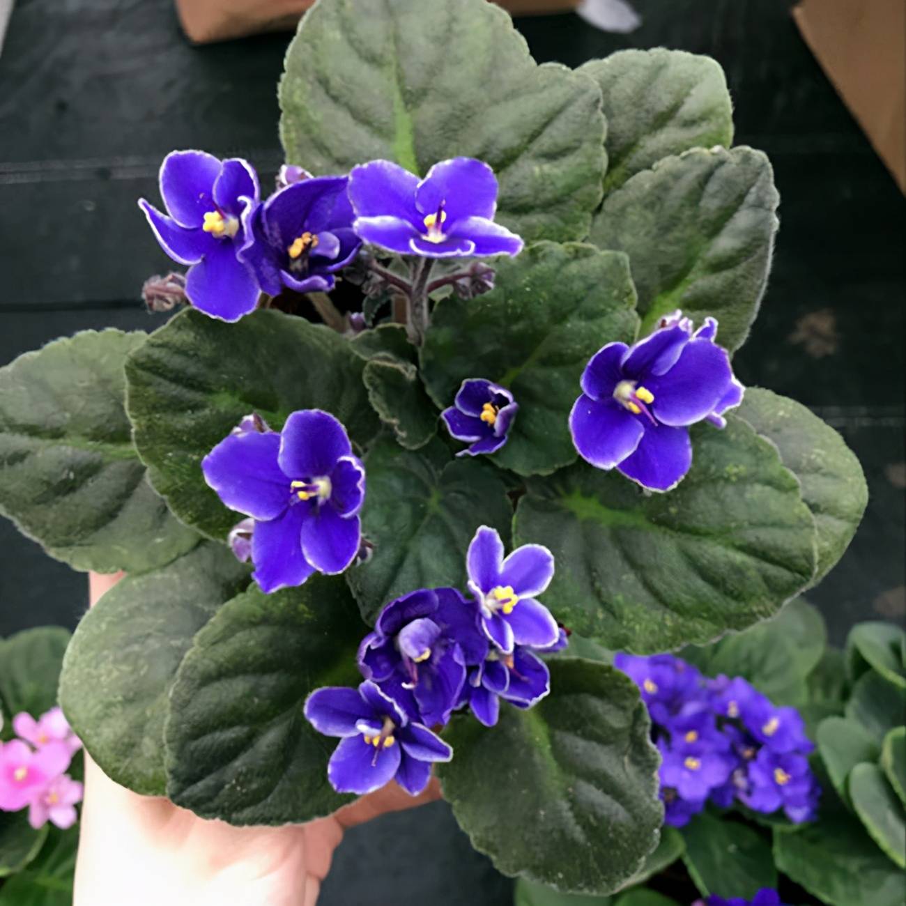 养花光线不强,首选耐阴植物,5种耐阴花,推荐给你