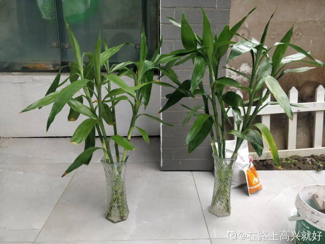 龟背竹水培烂叶 c113f68817874af1a4da5c400eb400af.jpeg