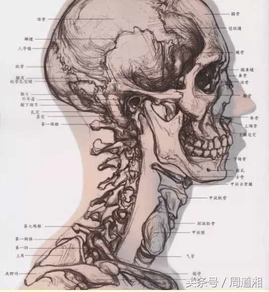 正能量教程素描頭骨各知識點彙總