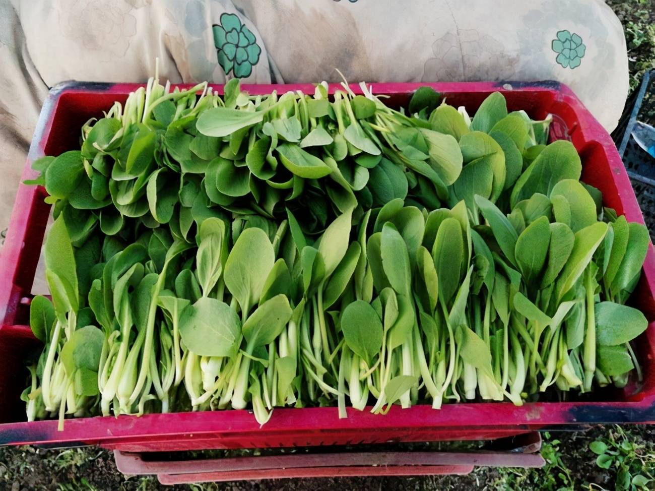 雞毛菜，煮湯好？炒菜好？ 熱愛美食 第1张