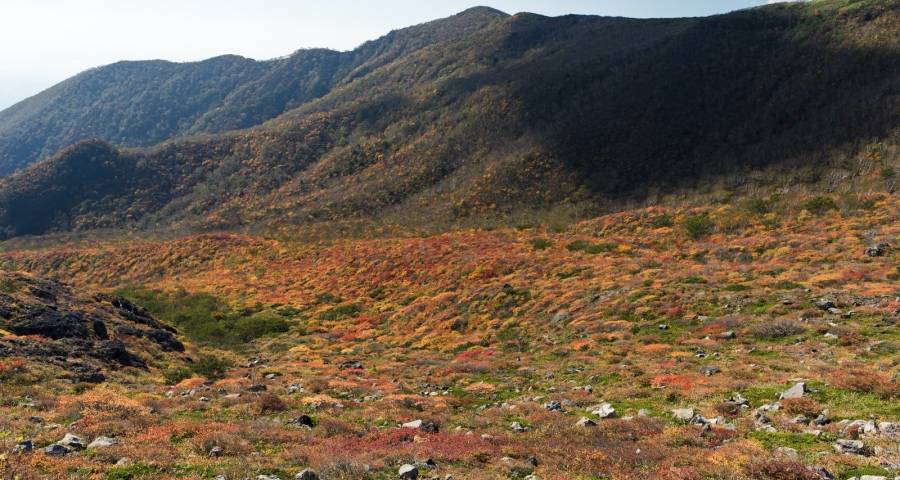 家电营销战服务战全面上位，美的海尔长虹美菱TCL奥马搏出彩！-家电圈官网
