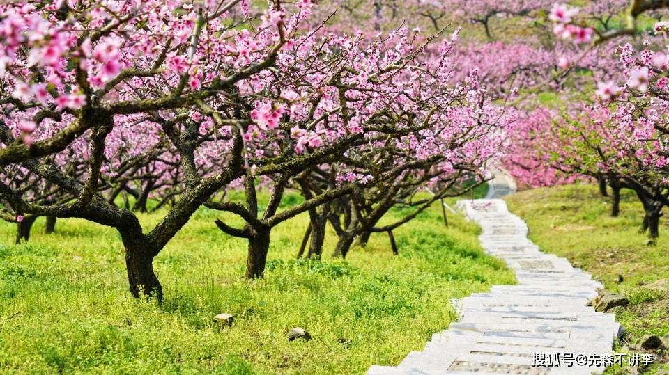 宁波郊外的十里桃林，被称为天下第一桃园，是春天赏桃花的好去处