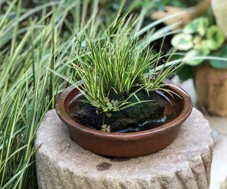 菖蒲是盆景不可缺少的装饰植物,多浇水少施肥,湿着养