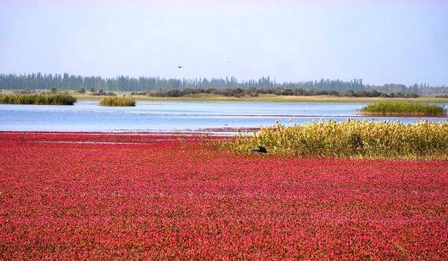 堪称奇迹：新疆沙漠出现一个千岛湖，约有2个半西湖大
