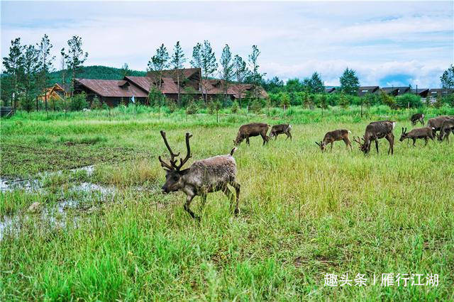 中国最后一个狩猎部落在内蒙，从贝加尔湖迁徙而来，以驯鹿为生