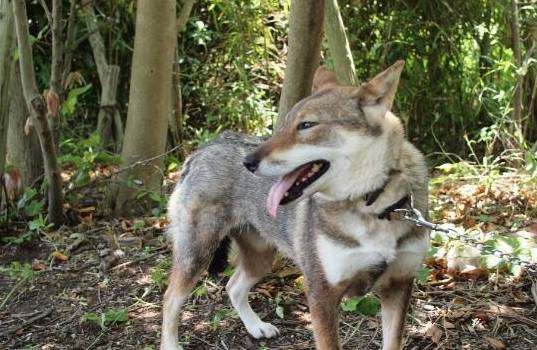 四国犬和狼一样酷 属历史遗迹的犬种 不知的还以为是柴犬的祖先 训练