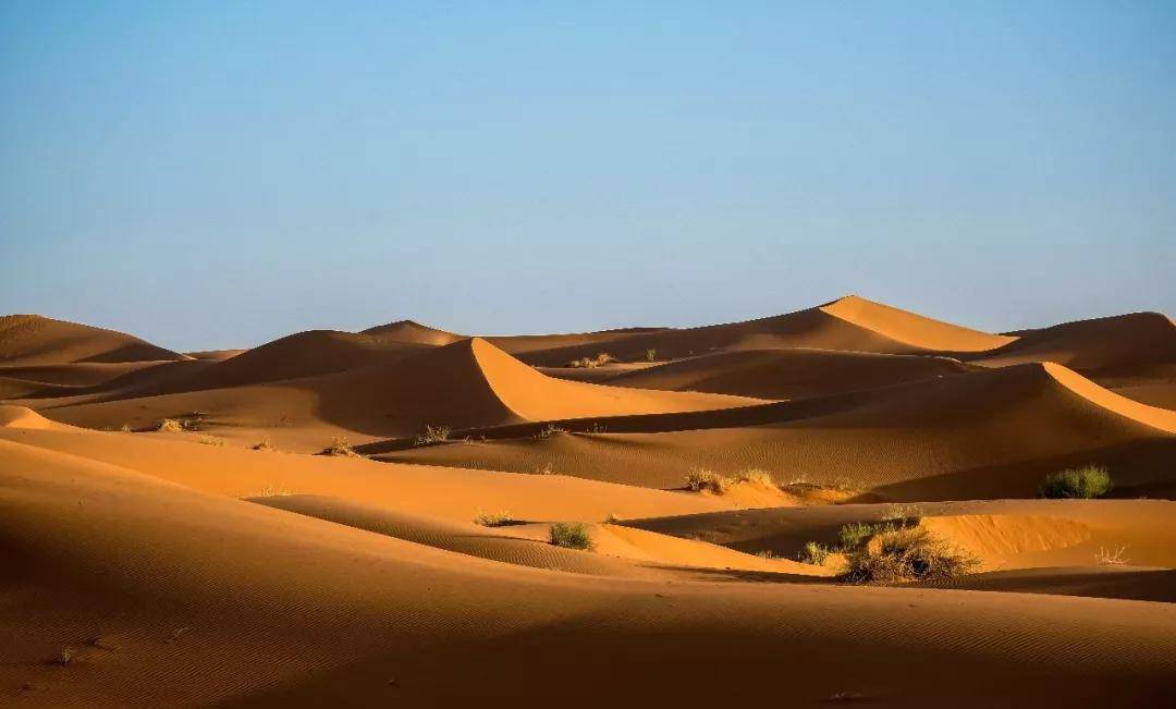 沙漠营地产品之自然博物丨沙漠博物馆探秘沙漠自然生态