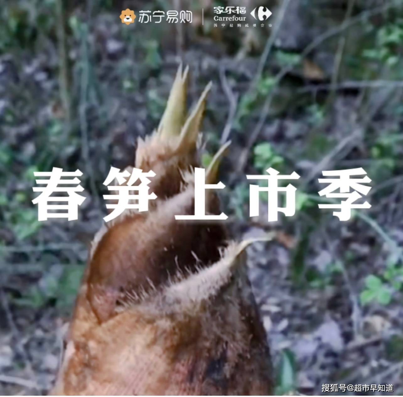 家乐福春笋上新 新鲜春味 错过等一年 闽笋