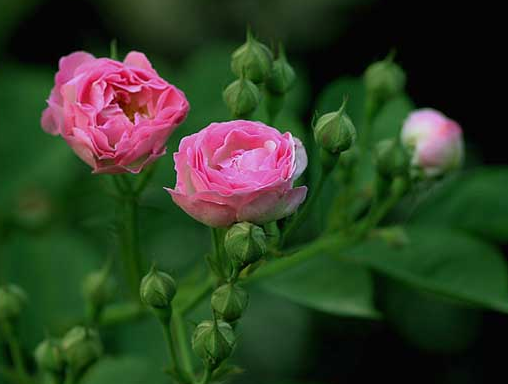 蔷薇花几月份种合适 2e7128063524442eb8592f04c13181c6.png