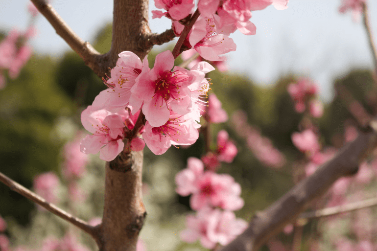 又到樱花季，日本官方建议取消派对，有公园设立路障，还有公园推出线上赏樱