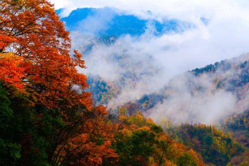 光雾山海拔2500米红叶一日一色！秋日美景你看过哪个？
