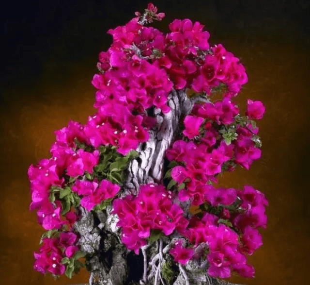 6c0cd87718b341ac9ba390fff1c24f9a.png