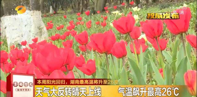 央视报道！湖南一处上榜全国赏樱胜地！长沙夜赏樱花成“新网红”