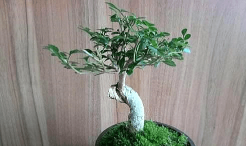 盆栽植物怎样过冬更好 b174ef0d976f414b8878492992be61e3.png