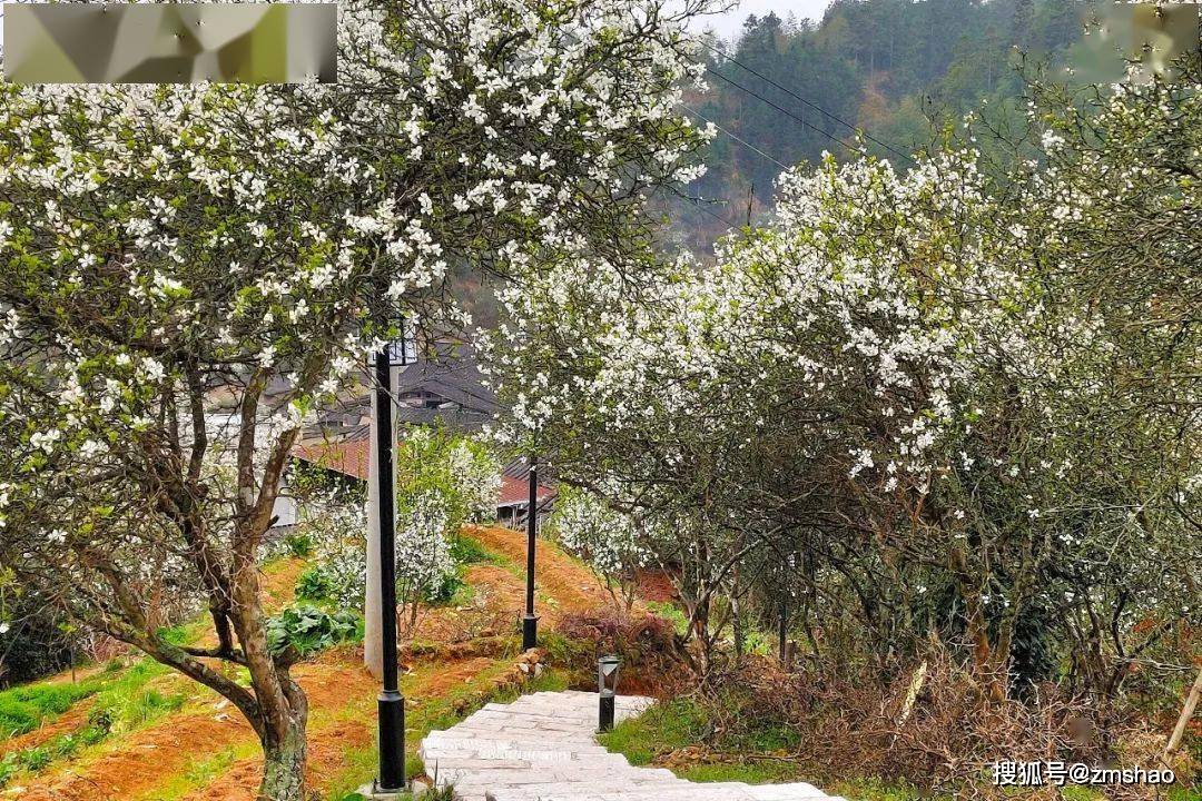 难得一见的枳壳花-搜狐大视野-搜狐新闻