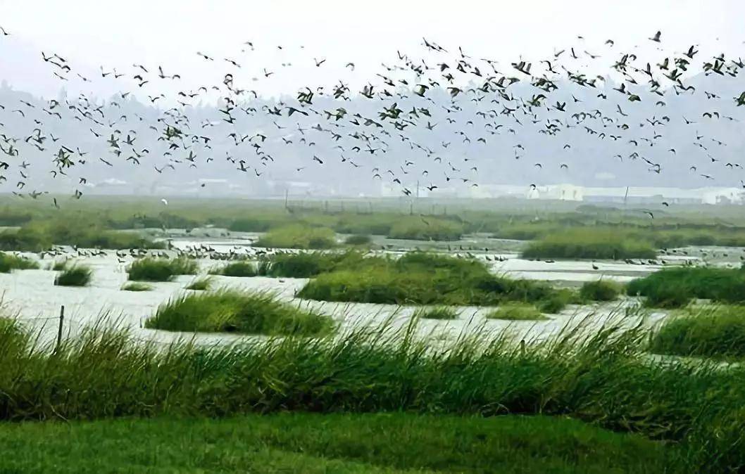 保护闽江河口湿地，省市区三级检察院协同抓落实