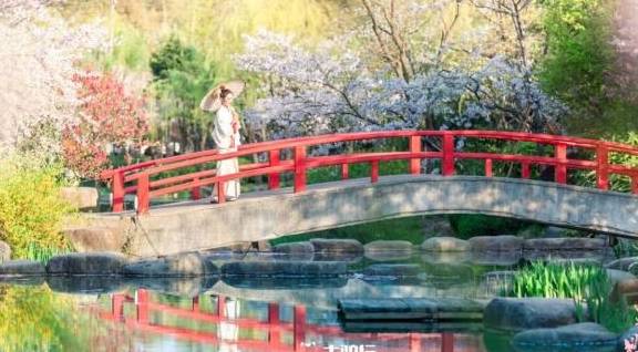 中国女游客穿和服拍照被批，网友：鼋头渚是中日友好樱花园
