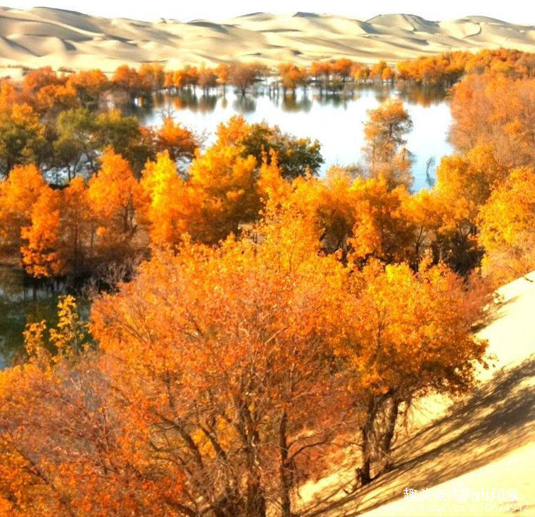 沙漠奇景•塔克拉玛干的秋色