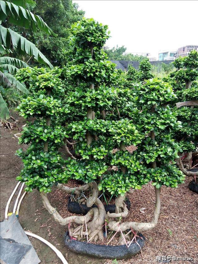 小叶的榕树