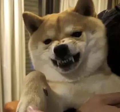 柴犬一摸頭就溫順，一摸它爪子就炸毛，難道是有什麼神秘開關？ 萌趣萌寵 第4张