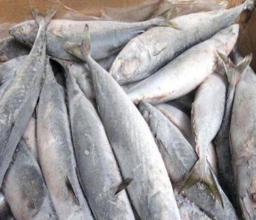 鱼解冻需要多久时间 c1c04ce6ba224ae9adab3622b19df3da.jpeg