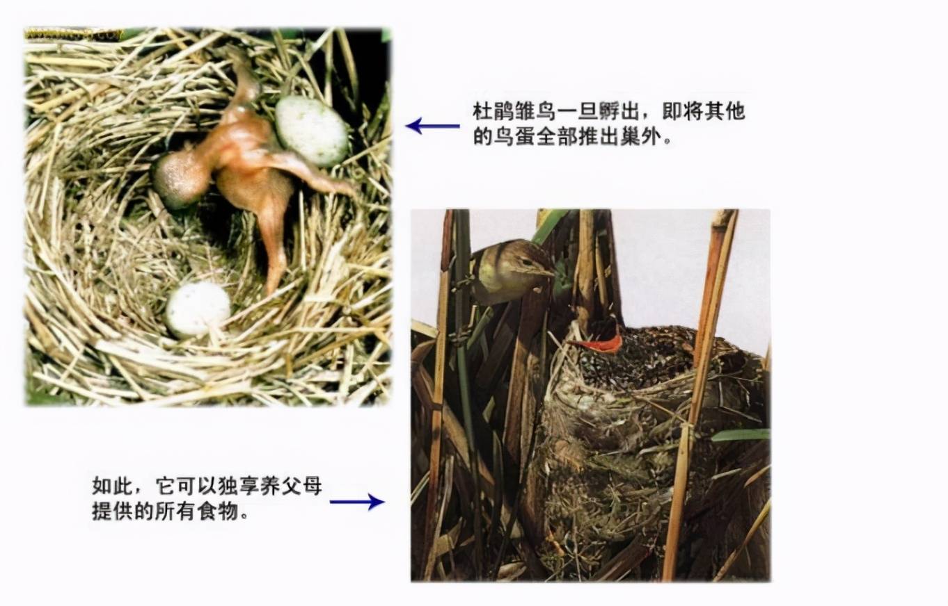 鸠占鹊巢错位的28年被交换的人生