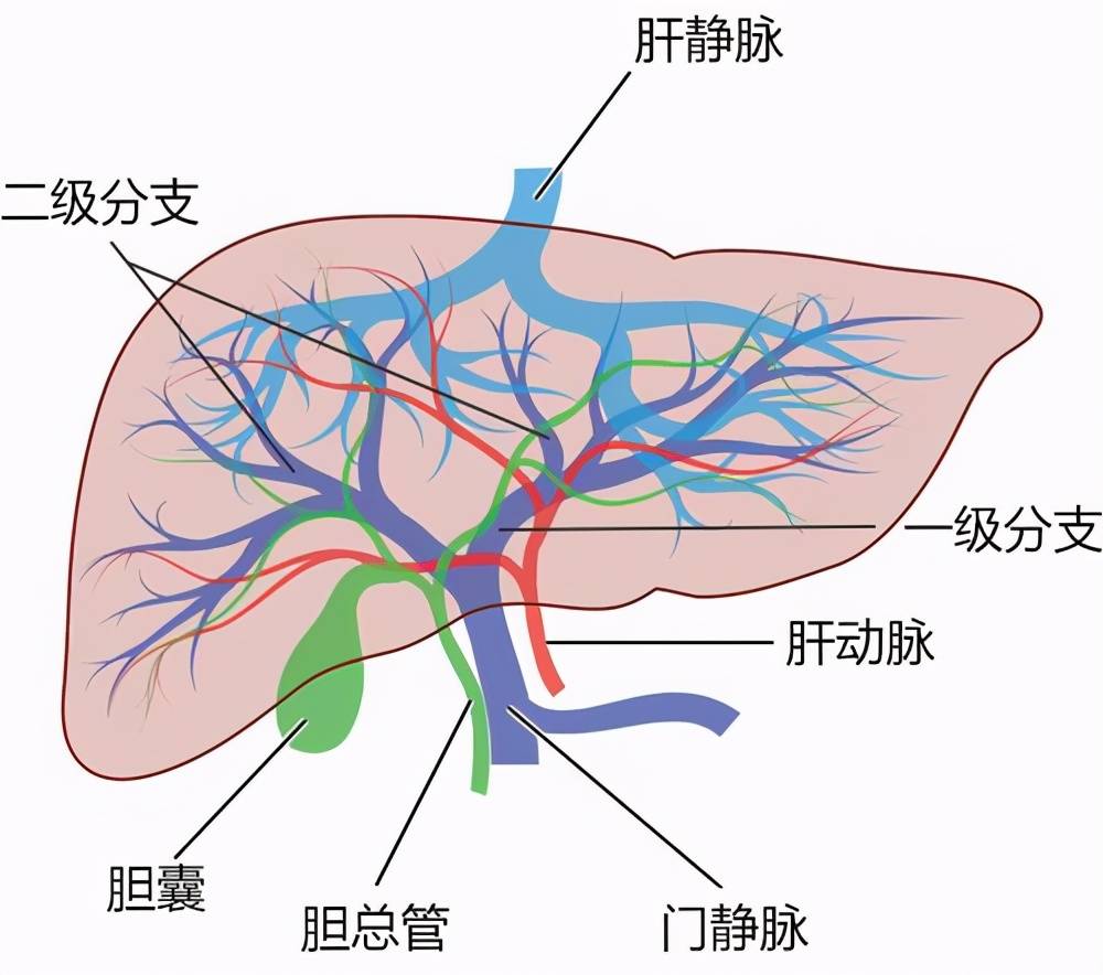 肝脏血管分布解剖图图片