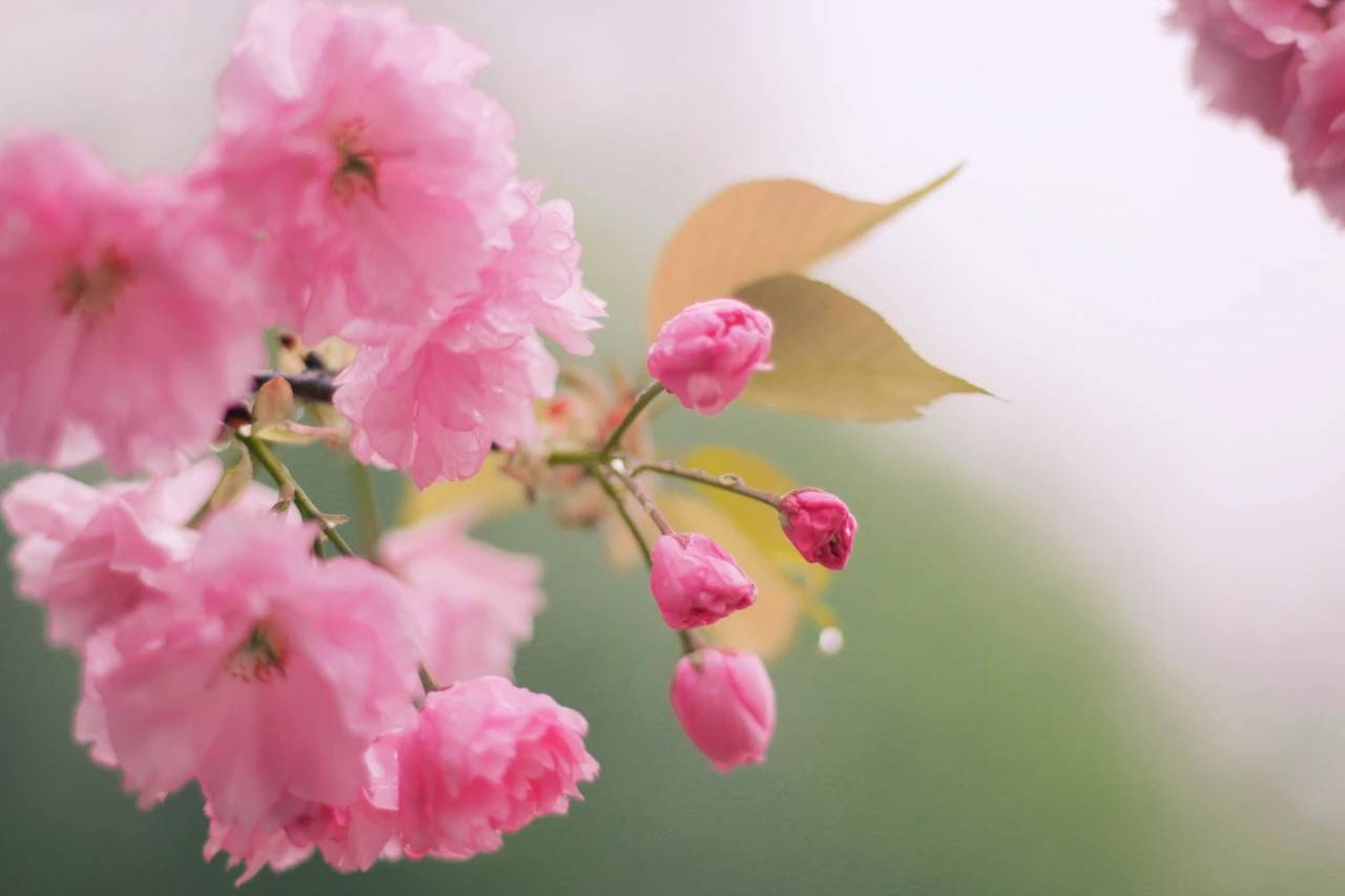 「三郎镇」应春的邀请，去赴一场樱花盛宴