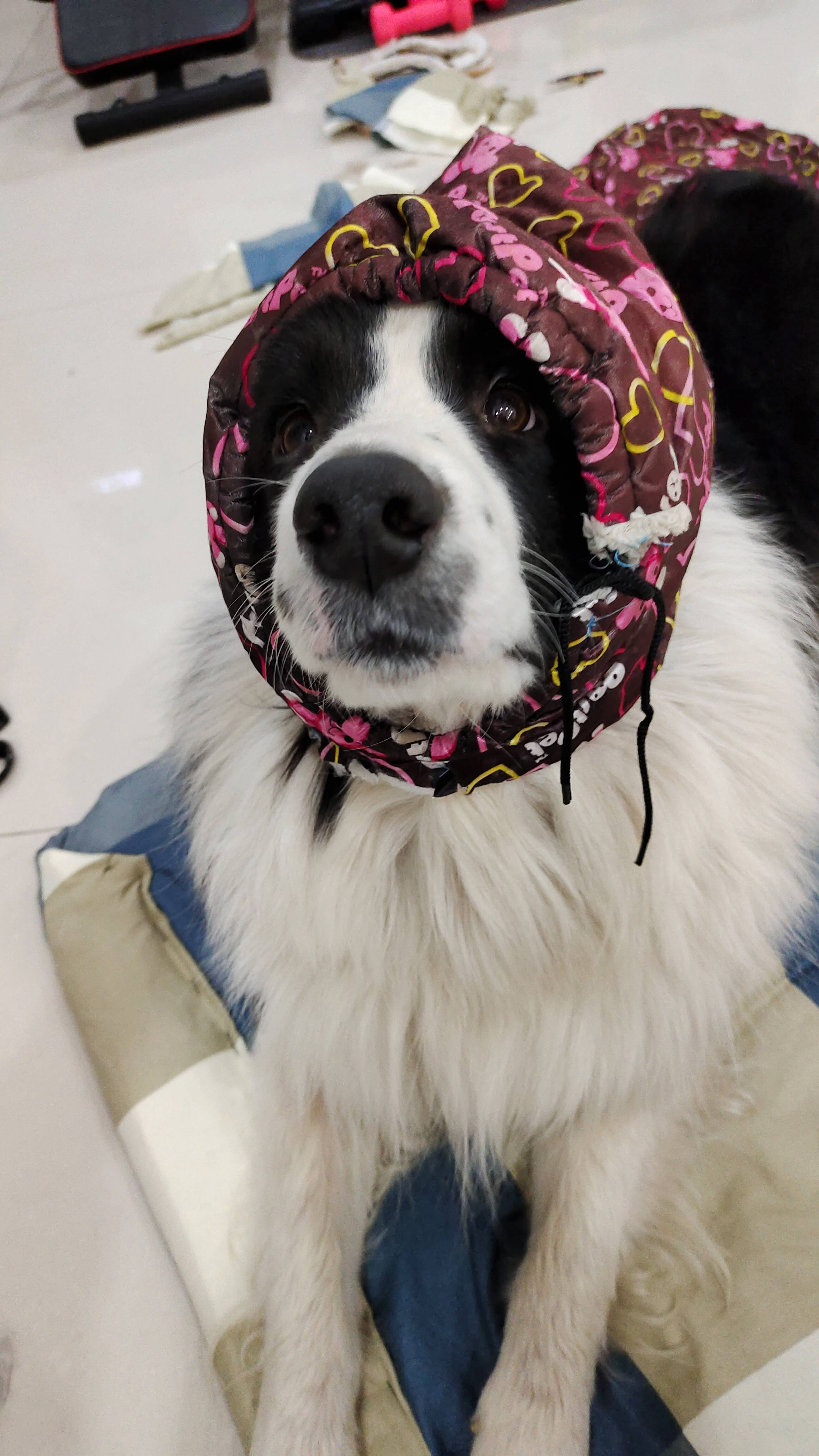 边牧戴上这顶帽子真好看 臭美的拍照还摆造型