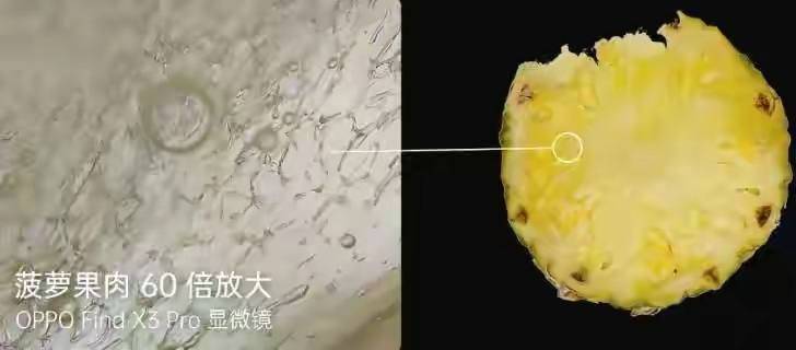 菠萝细胞结构图图片