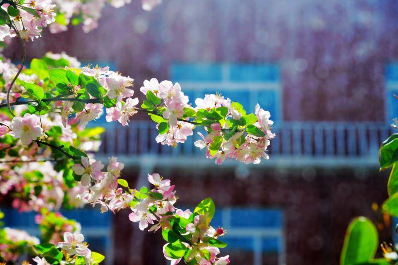 徐州市鼓楼生态园小学：鞠一捧花香 向春天告白