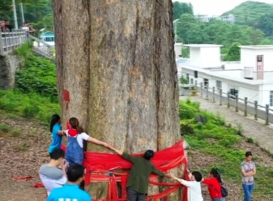 一棵价值数亿的金丝楠木树被发现，10个成年人都抱不过来