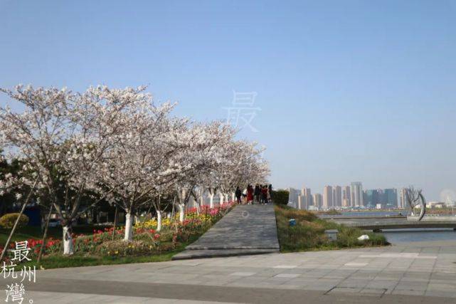 杭州湾新区中心湖的樱花已经盛开了，周末一起赏樱花吧！