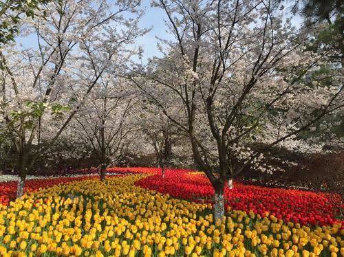 杭州有三处赏花胜地，一处是赏樱胜地，一处是看油菜花好去处