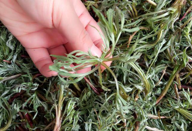 这野菜,清香似艾草,曾是民间杂草,也是解毒高手,如今20元一斤_柳蒿芽