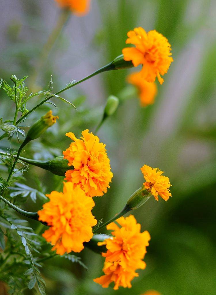 菊花品种多,日常养护也有区别,看看不同点在哪_植株