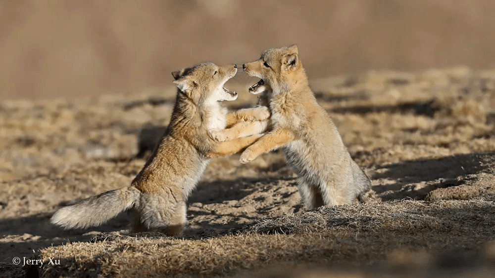 青藏高原藏狐千千万,哪里的藏狐最可爱?