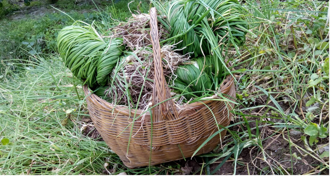 农村这种野韭菜,6元1斤,营养价值是普通韭菜的10倍,很少人吃过