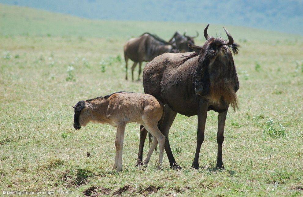 角马其实是牛 这种又像牛又像马还像羊的动物 真让人头大 牛科 角马其实是牛 这种又像牛又像马还像羊的动物 真让人头大 牛科