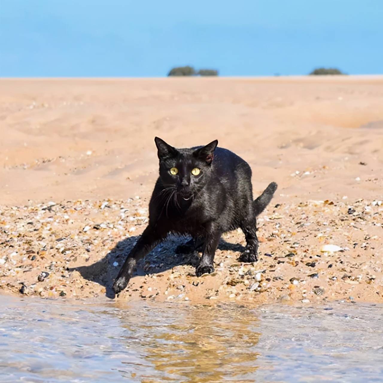 黑猫警长居然还是游泳健将