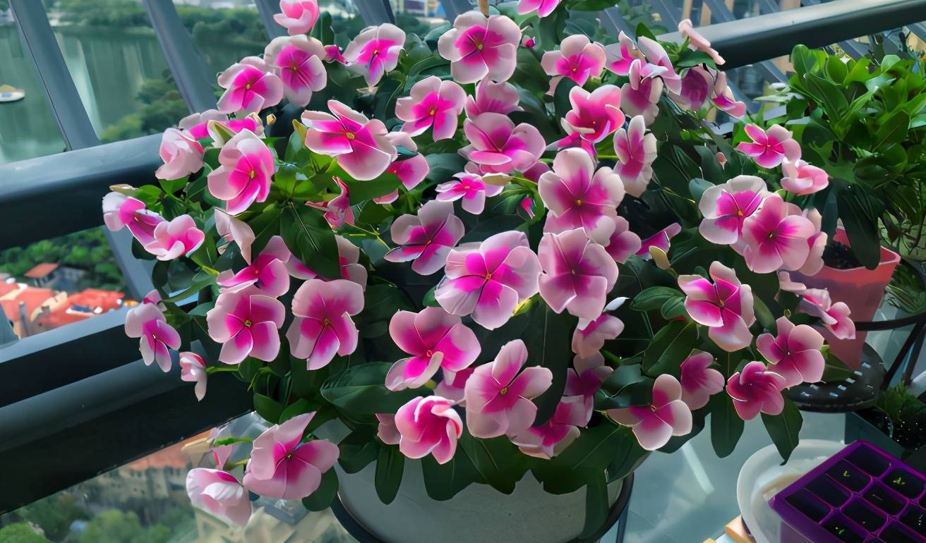 原创学3招盆栽长春花,一年四季花开一簇簇,远远望去如同花的海洋