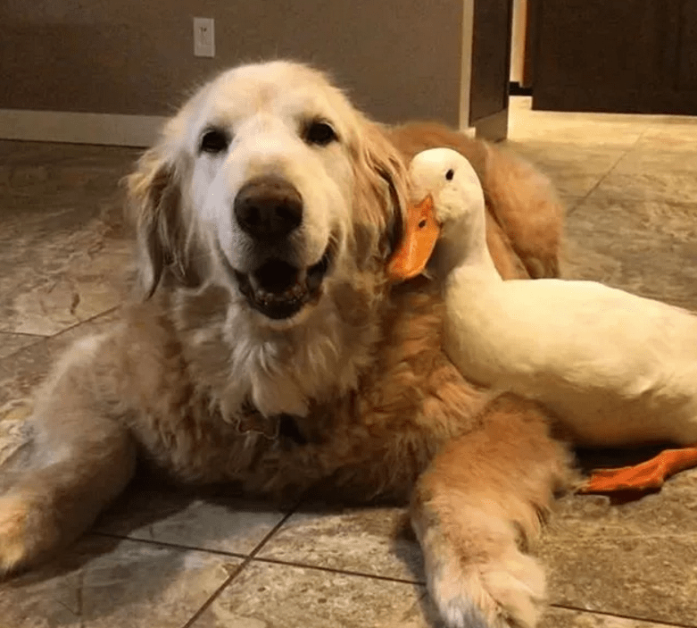 金毛因被8只鸭子欺负走红忍辱一年后它终于反击了